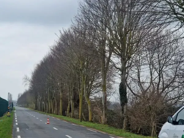 coupe d'arbre au borde de la route