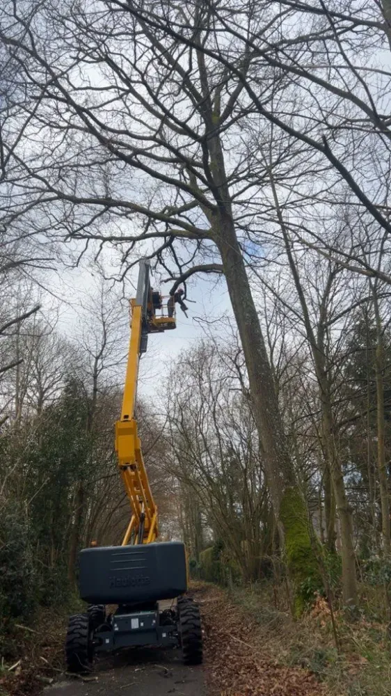 coupe d'arbre
