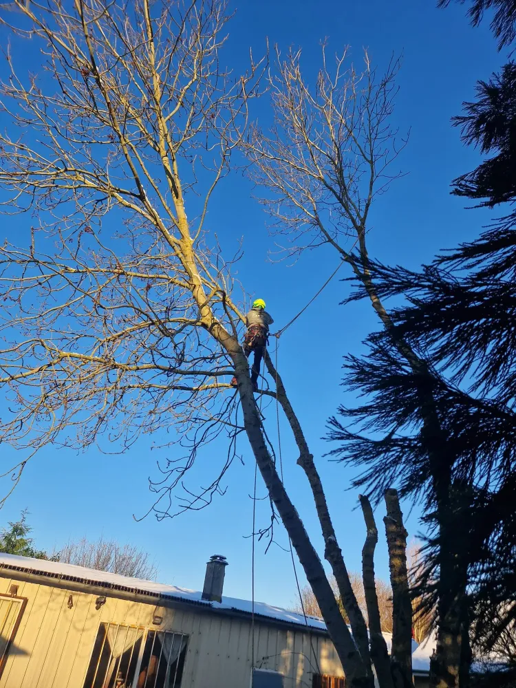coupe d'arbre