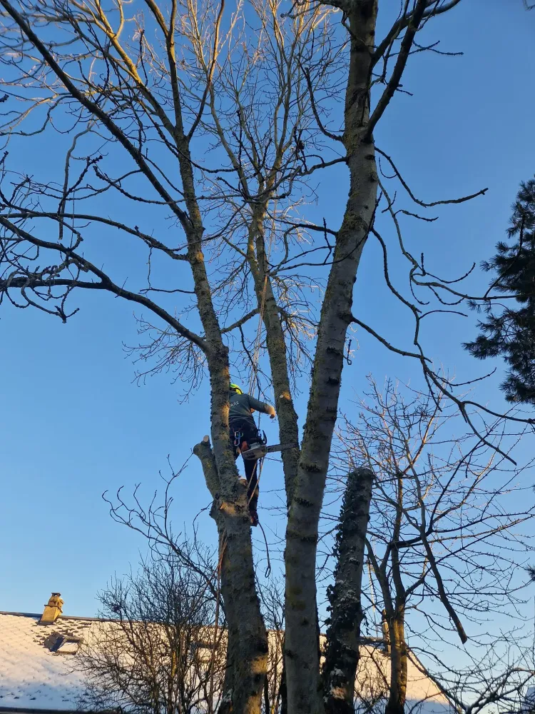 coupe d'arbre