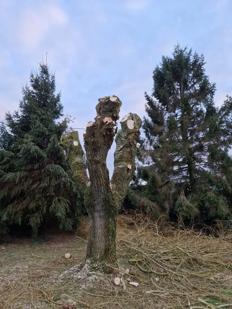 Elagage à Saint-Pierre-des-Ifs