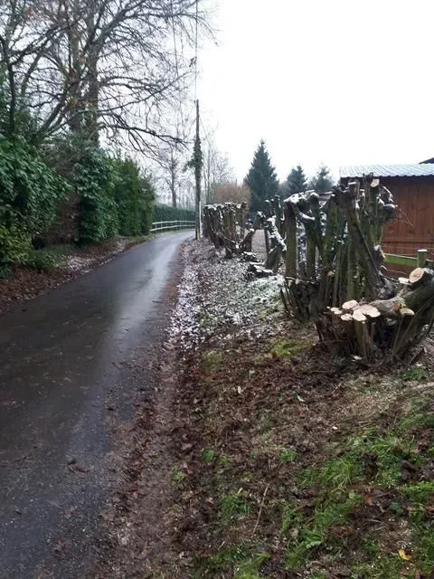 élagage d'arbres