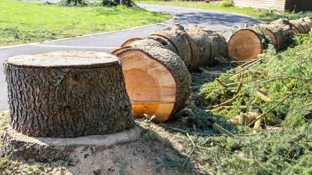 coupe d'arbre
